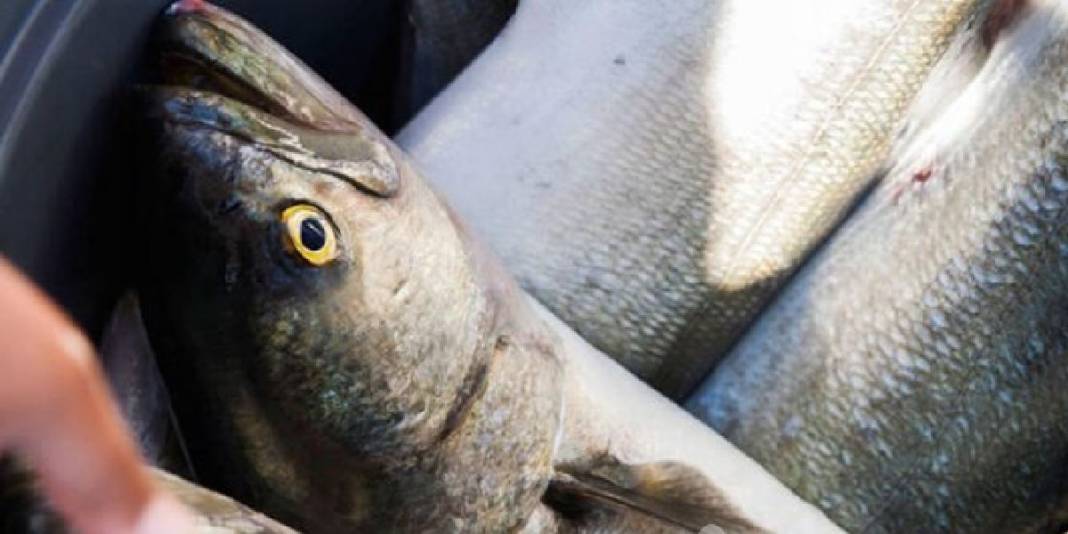 Vitamin yerine zehir yemeyin! Balıklarda büyük tehlike: Prof. Dr. Meltem Sarıoğlu uyardı 6